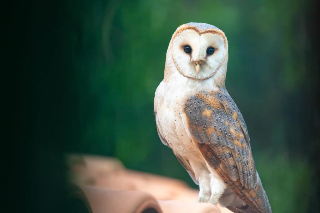 Une chouette se repose sur un toit pendant un de nos stages yoga